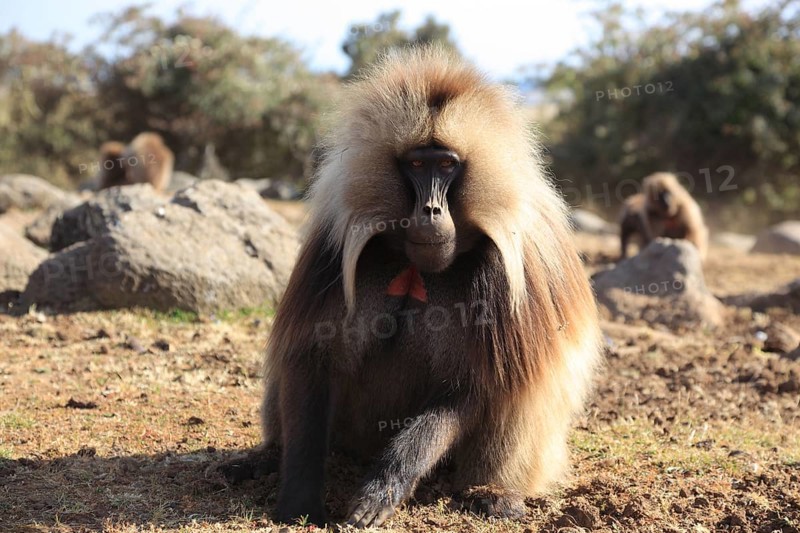 In the highlands of Abyssinia, in the Semien Mountains, landscape in the Semien Mountains National Park, blood-breasted baboons, Theropithecus gelada, rare primate species in the highlands of Ethiopia, cheek pouch monkey, Ethiopia, Africa