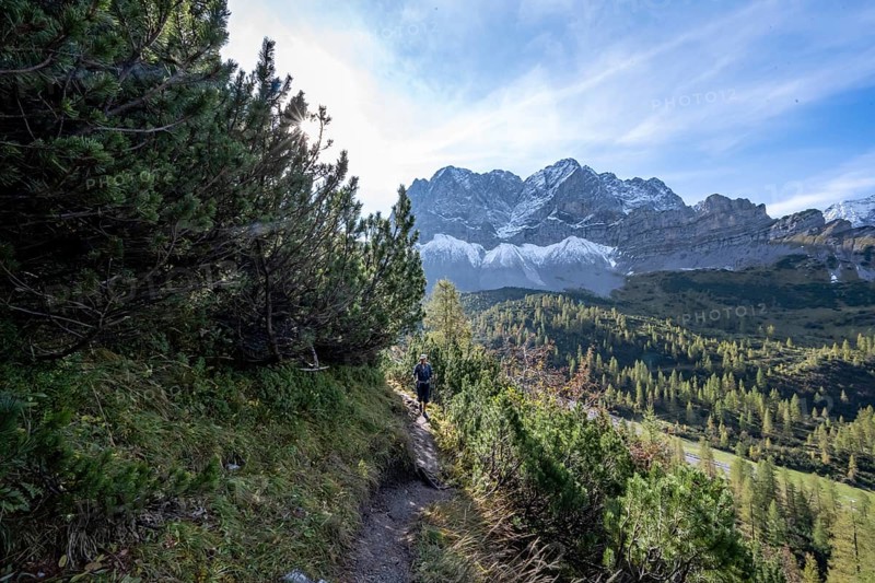 Mountaineer on a hiking trail with mountain pines, mountain panorama with rocky steep peaks, view of summit Lamsenspitze, hike to the summit of Hahnkampl, Engtal, Karwendel, Tyrol, Austria, Europe