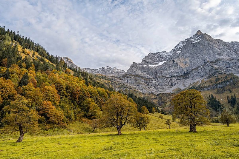 Maple trees with autumn leaves, autumn landscape in Rißtal with Spritzkarspitze, Großer Ahornboden, Engalpe, Eng, municipality of Hinterriß, Karwendel Mountains, Alpenpark Karwendel, Tyrol, Austria, Europe