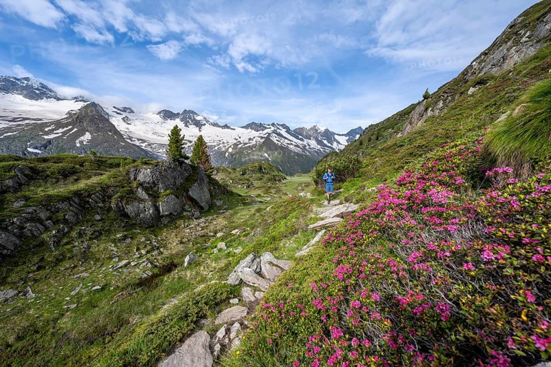 Mountaineer on hiking trail in picturesque mountain landscape with blooming alpine roses, mountain peak with snow and glacier Hornkees and Waxeggkees, summit Hornspitzen and Großer Möseler, Berliner Höhenweg, Zillertal Alps, Tyrol, Austria, Europe