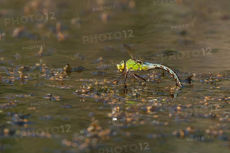 Emperor dragonfly (Anax imperator) adult female insect laying its eggs in the water of a pond, Suffolk, England, United Kingdom, Europe