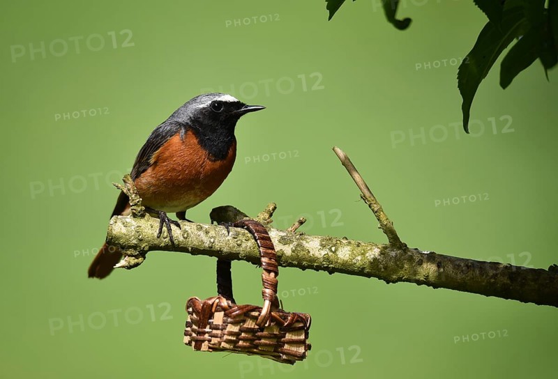 Common redstart (phoenicurus phoenicurus) on a branch, Germany, Europe