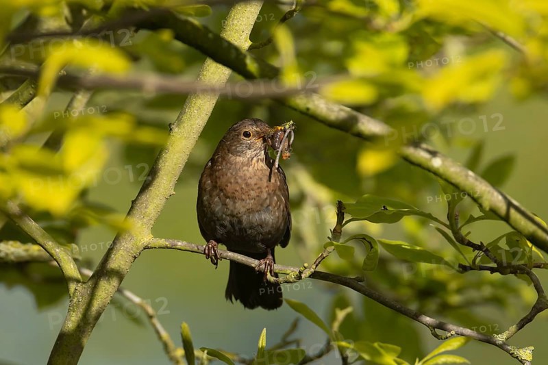 Eurasian blackbird (Turdus merula) adult female bird with worms for food in its mouth in a hedgerow, Suffolk, England, United Kingdom, Europe