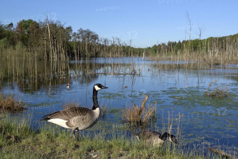 Canada goose (Branta canadensis), adult birds in a subsidence area, pair, wide-angle photograph, Bottrop, Ruhr area, North Rhine-Westphalia, Germany, Europe