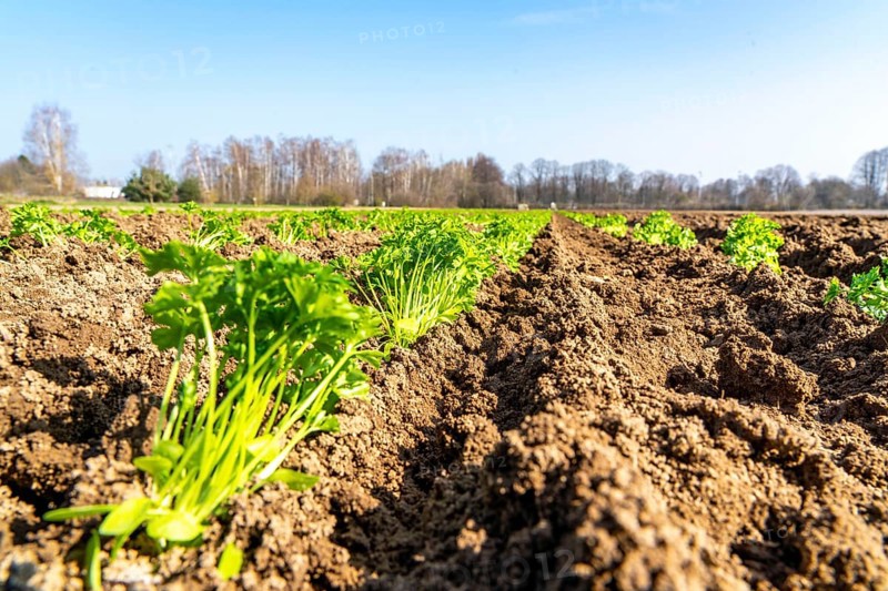 Agriculture, herb gardening, parsley plants, in a field, with a planting machine, planted in rows