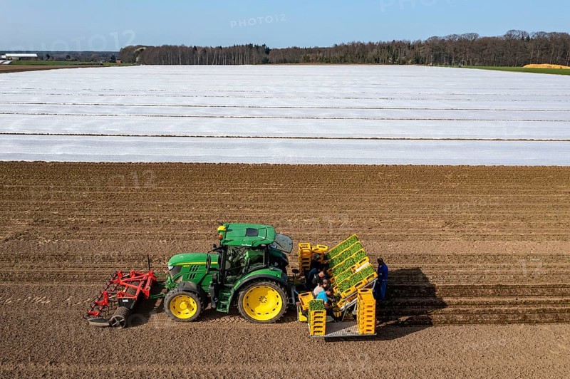 Vegetable cultivation, celery plants are planted in the field with a planting machine, Niederkrüchten, North Rhine-Westphalia, Germany, Europe