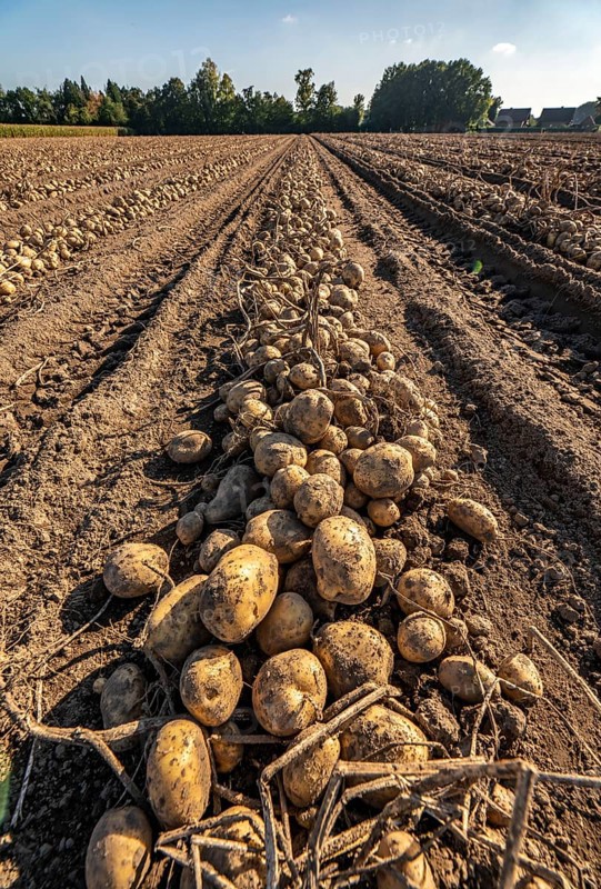 Potato harvest, Melodie variety, so-called split harvesting method, first the tubers are taken out of the ground with a row planter, then, after a short drying phase, collected and loaded with a bunker harvester, North Rhine-Westphalia, Germany, Europe