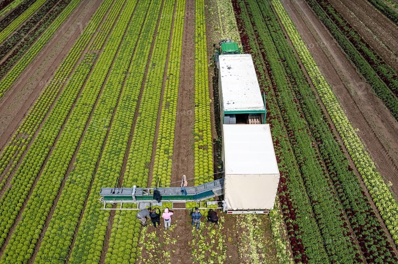 Harvesting Lollo Bianco lettuce, harvest workers cut off the lettuce heads, clean them and put them in boxes, they are washed in the trailer and packed for the customers, North Rhine-Westphalia, Germany, Europe