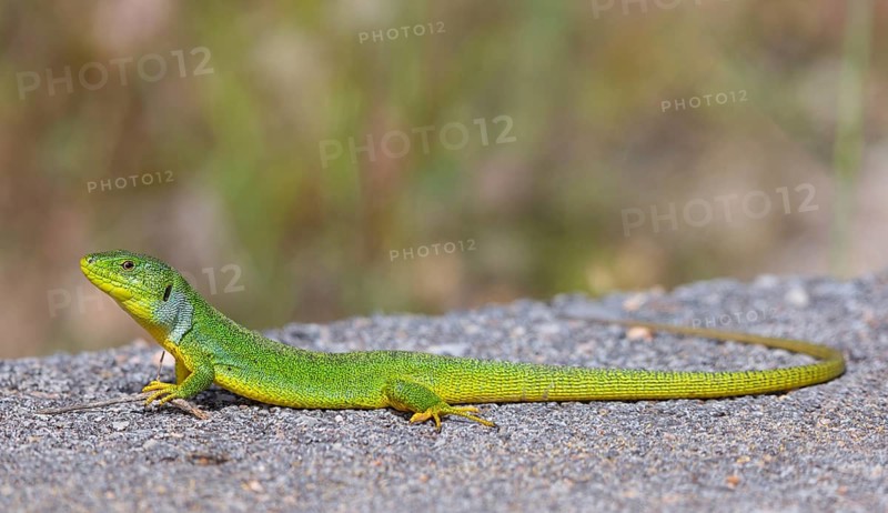 Balkan green lizard (Lacerta trilineata), lizard, lizard, reptile, (Lacerta bilineata), Lesbos, Lesbos Island, Greece, Eusropa, Europe