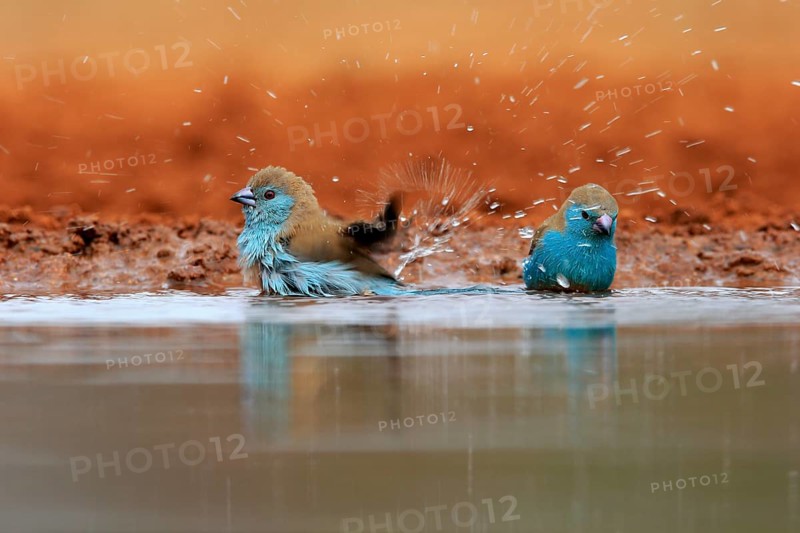 Angolan butterfly finch (Uraeginthus angolensis), blue-eared butterfly finch, adult, two birds, at the water, bathing, Kruger National Park, Kruger National Park, Krugerpark, South Africa, Africa
