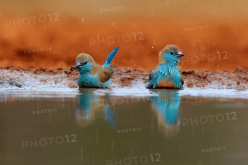 Angolan butterfly finch (Uraeginthus angolensis), blue-eared butterfly finch, adult, two birds, at the water, bathing, Kruger National Park, Kruger National Park, Krugerpark, South Africa, Africa