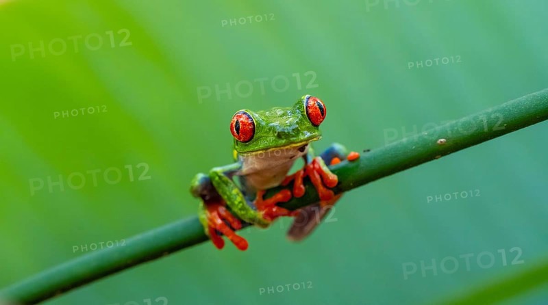 Red-eyed tree frog (Agalychnis callidryas), sitting on a stem, Heredia province, Costa Rica, Central America