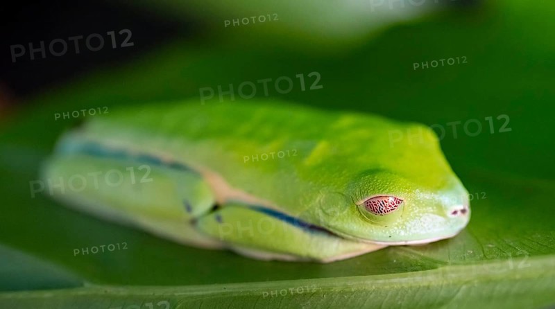 Red-eyed tree frog (Agalychnis callidryas), sleeping on a bla, Heredia province, Costa Rica, Central America