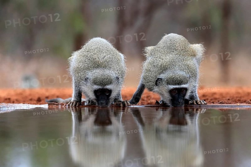 Vervet Monkey (Chlorocebus pygerythrus), adult, two animals, drinking, at the water, Kruger National Park, Kruger National Park, Kruger National Park South Africa