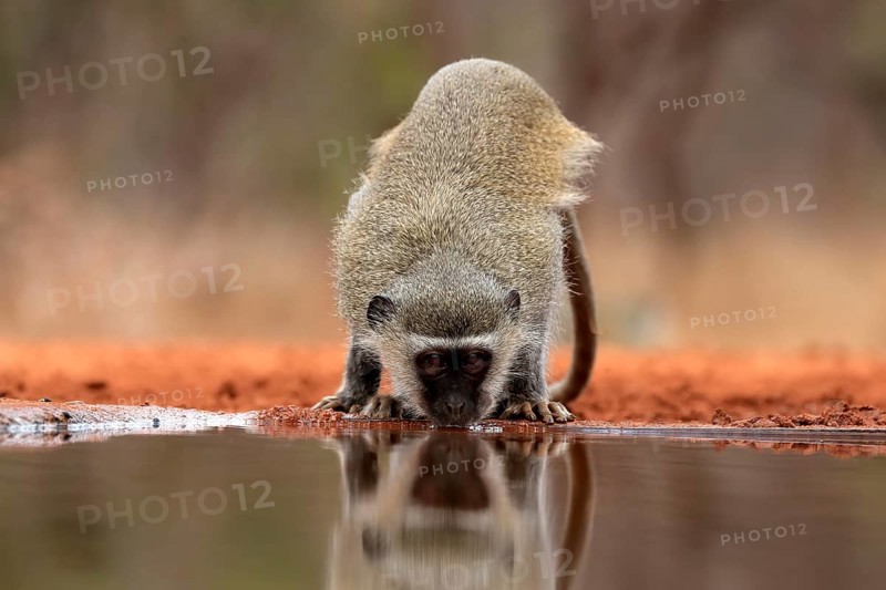 Vervet Monkey (Chlorocebus pygerythrus), adult, drinking, at the water, Kruger National Park, Kruger National Park, Kruger National Park South Africa