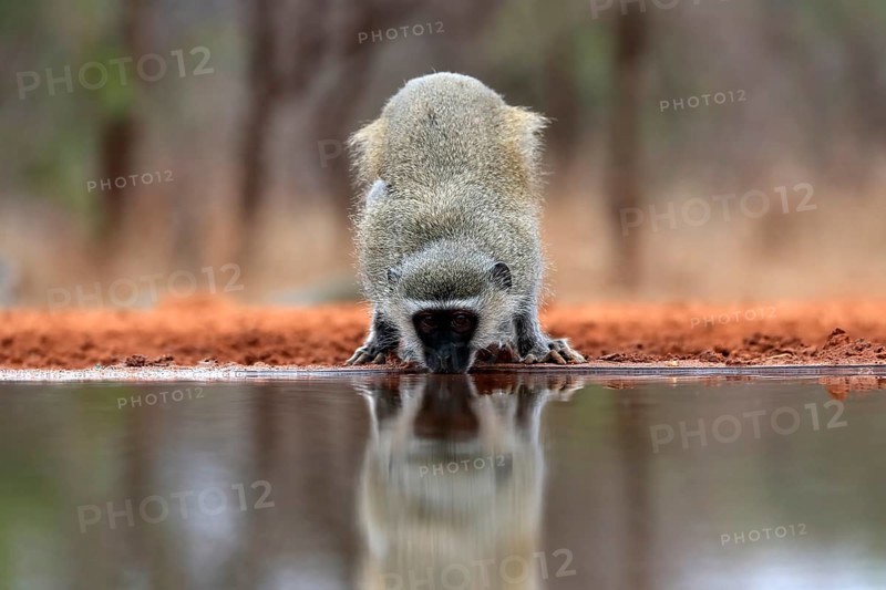 Vervet Monkey (Chlorocebus pygerythrus), adult, drinking, at the water, Kruger National Park, Kruger National Park, Kruger National Park South Africa