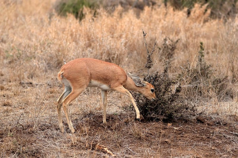 Steenbok (Raphicerus campestris), adult, male, feeding, vigilant, dwarf antelope, Kruger National Park, Kruger National Park, Kruger National Park South Africa