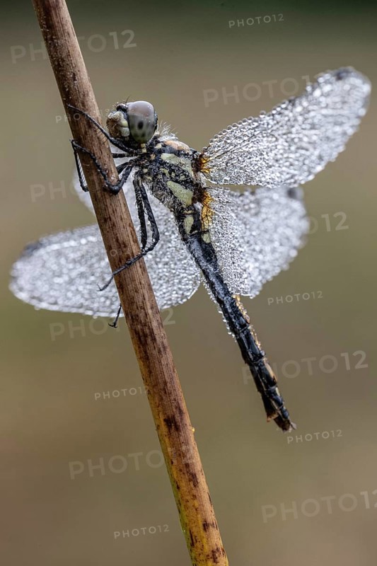 Black Darter (Sympetrum danae), Emsland, Lower Saxony, Germany, Europe