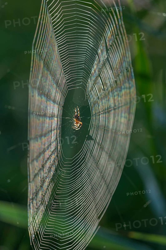 Cross spider (Araneus) sitting in a spider web, Lower Saxony, Germany, Europe