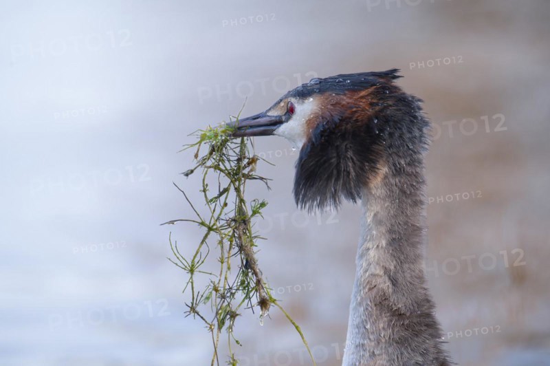 Great Crested Grebe (Podiceps cristatus), close-up in profile with mating gift, during the mating dance, swimming on the lake, Lake Phoenix, Dortmund, Germany, Europe