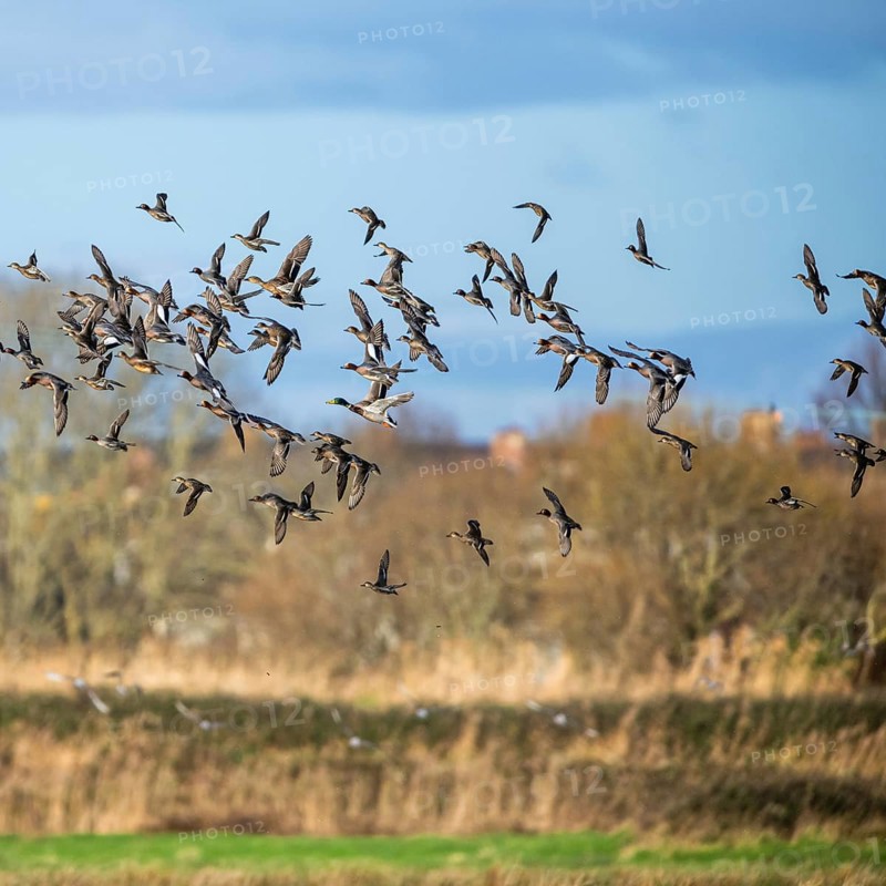 Eurasian Wigeon, (Mareca penelope) birds in flight over marshes