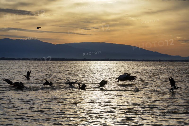 Dalmatian pelican (Pelecanus crispus) and cormorants at Lake Kerkini, Lake Kerkini, morning mood, silhouette, Central Macedonia, Greece, Europe
