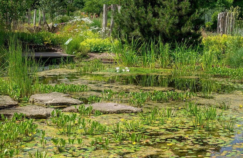 An idyllic pond with water lilies surrounded by lush vegetation and a peaceful atmosphere, Kreislehrgarten, Burgsteinfurt, Steinfurt, Münsterland, North Rhine-Westphalia, Germany, Europe