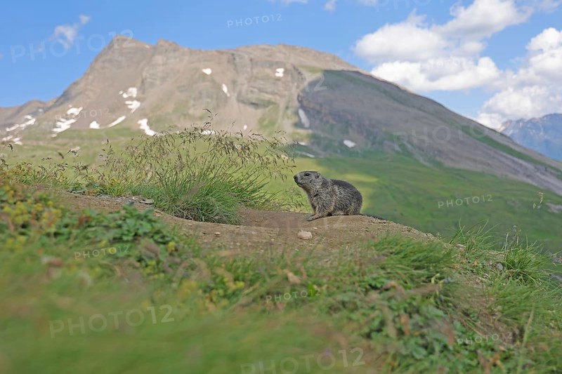 Marmot (Marmota), Grossglockner High Alpine Road, Salzburger Land, Austria, Europe
