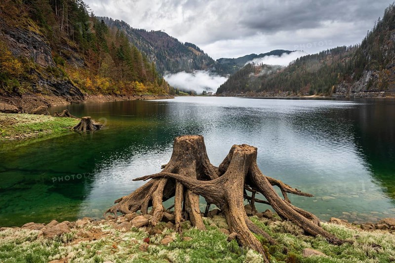 The Vordere Gosausee in autumn with a view of the Gasthof Gosausee. Two uprooted tree stumps in the foreground. Cloudy sky. Vorderer Gosausee, Gosau, Gosau Valley, Salzkammergut, Upper Austria, Austria, Europe