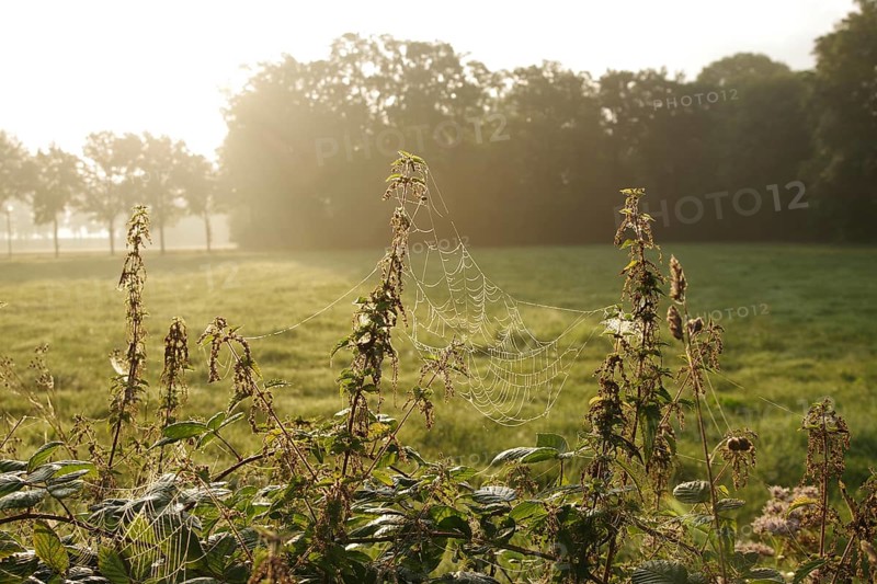 Landscape, morning, spider web, Germany, The spider web of a wheel web spider is illuminated by the sun, Europe