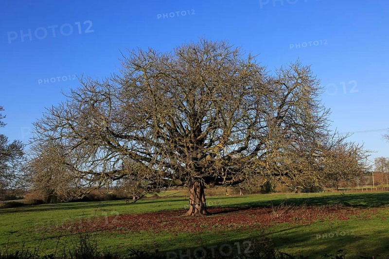 Horse chestnut tree, Aesculus hippocastanum, in winter growing in field, Sutton, Suffolk, England UK