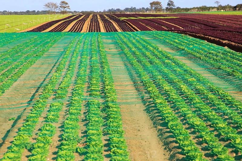 Lettuce crop growing in field, Buckanay Farm, Alderton, Suffolk, England, UK