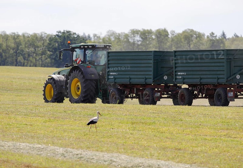 Muencheberg, DEU, 02/06/2020, Forage harvest on the Jahnsfeld organic farm. A stork foraging for food next to a tractor with a hackney carriage