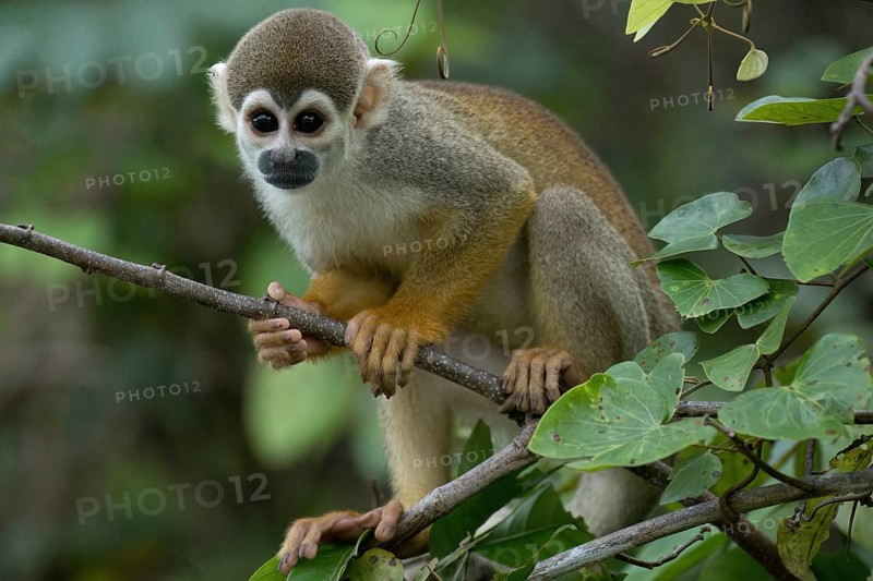Golden-backed squirrel monkey, Saimiri ustus, Amazon basin, Brazil, South America