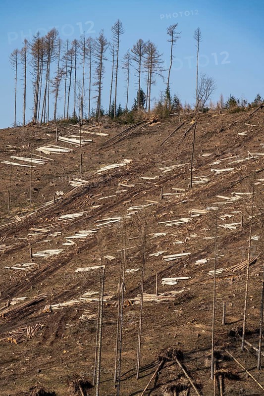 Cleared forest area north of the village of Öventrop, district of Arnsberg, dead spruce stands were felled, dead trees due to bark beetle infestation, Arnsberg Forest, North Rhine-Westphalia, Germany, Europe
