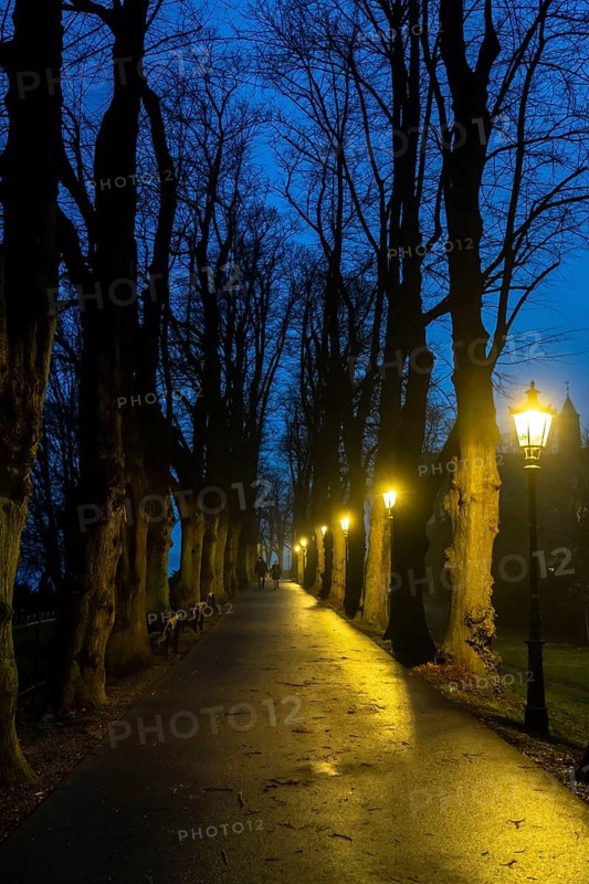 The Burgallee in Düsseldorf-Kaiserswerth, tree-lined avenue, at the old imperial palace, on the Rhine, in winter, lantern lighting, Düsseldorf, North Rhine-Westphalia, Germany, Europe