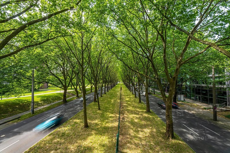 The B1, Rheinlanddamm Straße in Dortmund, an avenue of plane trees, two-way traffic in both directions, dense plane tree forest along the thoroughfare for a good 6 kilometres, part of the German Avenue Road, North Rhine-Westphalia, Germany, Europe