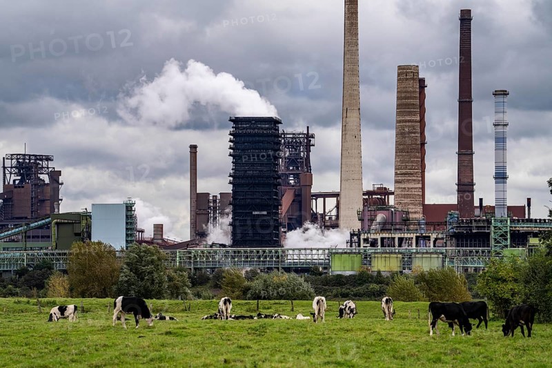 Thyssenkrupp Steel steelworks in Duisburg-Marxloh, Schwelgern coking plant, cows on a pasture in Homberg-Binsheim, Rhine, Duisburg, North Rhine-Westphalia, Germany, Europe