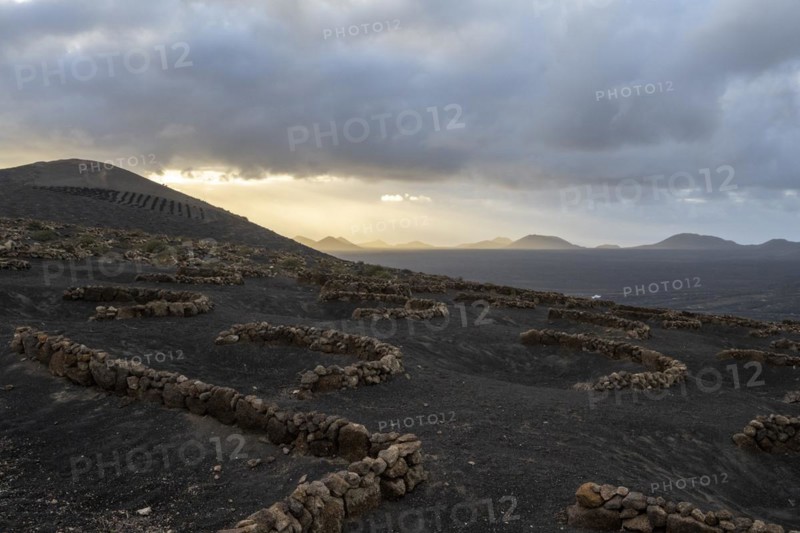 Grapevines growing in black volcanic soil in protected enclosed pits, La Geria, Lanzarote, Canary Islands, Spain, Europe
