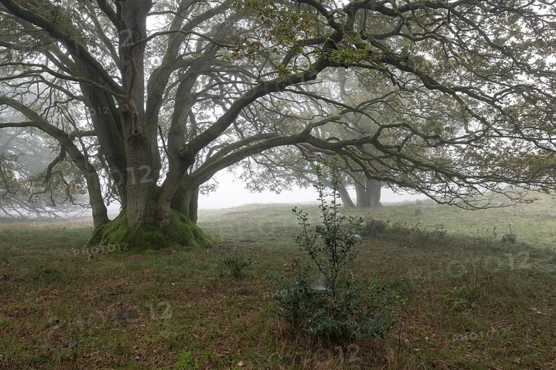 English oak (Quercus robur) and holly (Ilex aquifolius) in the fog, Emsland, Lower Saxony, Germany, Europe