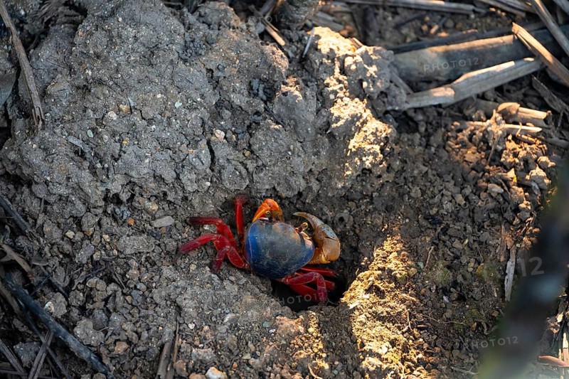 Harlequin crab (Cardisoma armatum), Manuel Antonio National Park, Puntarenas district, Costa Rica, Central America