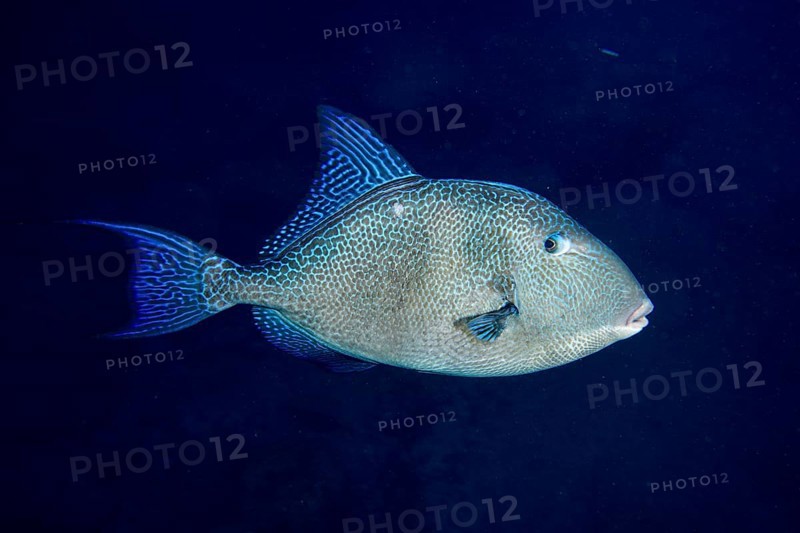 Thick-lipped fish with blue fins, Atlantic triggerfish (Balistes capriscus) (Balistes carolinensis), on a dark underwater background. Dive site Bufadero, Palm Mar, Tenerife, Canary Islands, Spain, Europe