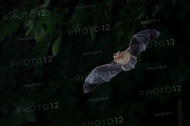 Common pipistrelle (Pipistrellus pipistrellus) hunting insects in front of deciduous forest, Brandenburg, Germany, Europe