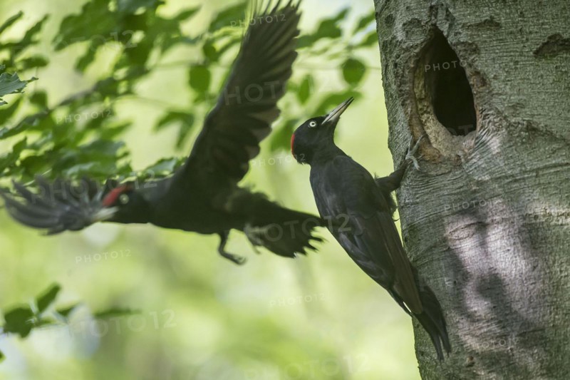Black woodpecker (Dryocopus martius) during brood separation in front of the breeding cavity in a beech tree, North Rhine-Westphalia, Germany, Europe