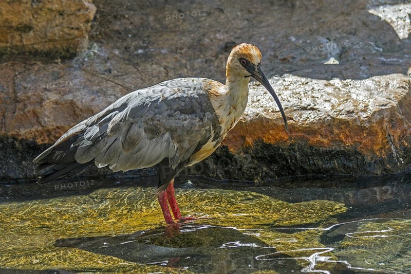 Black-faced ibis (Tantalus melanopis) foraging in shallow water, native to South America