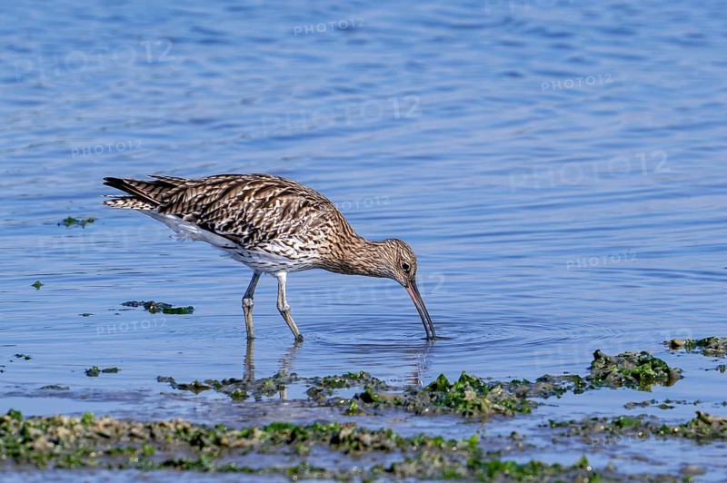 Eurasian curlew, common curlew (Numenius arquata) foraging in shallow water by probing soft mud for worms at mudflat in salt marsh in summer