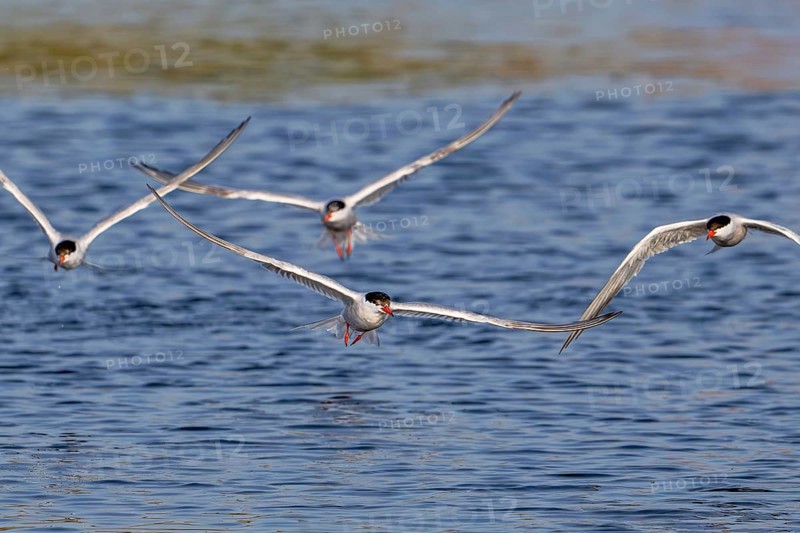 Four common terns (Sterna hirundo) in breeding plumage in flight, fishing in lake in summer
