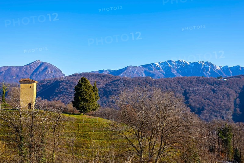 Vineyard in Collina d'oro with Mountain in Lugano, Ticino in Switzerland