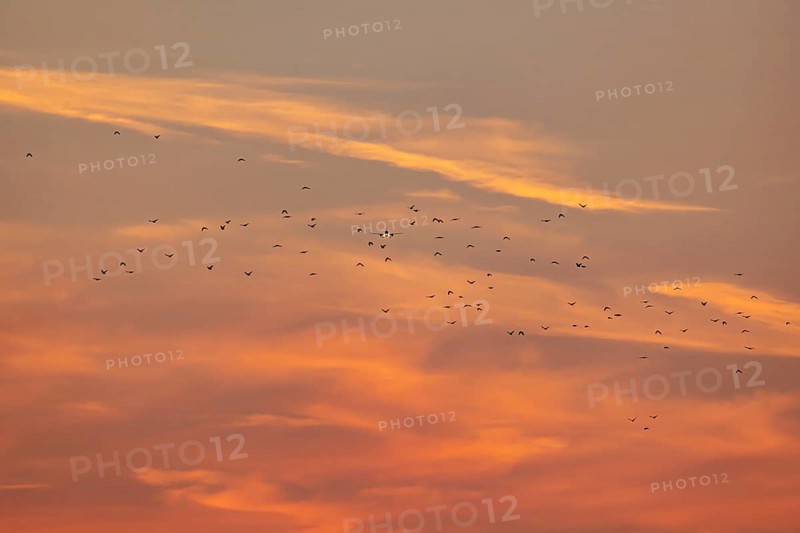 Aircraft approaching Zurich Airport. Sunset with flock of birds. Zurich, Switzerland, Europe