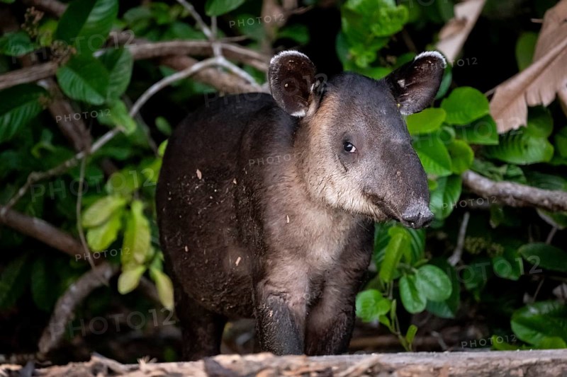 Baird's tapir (Tapirus bairdii), juvenile, in the rainforest, Corcovado National Park, Osa, Puntarena Province, Costa Rica, Central America